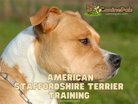 American Staffordshire Terrier Training: Techniques & Tips - Canine Pals
