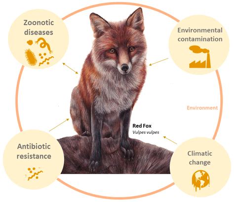 Secrets of the Astute Red Fox (Vulpes vulpes, Linnaeus, 1758): An