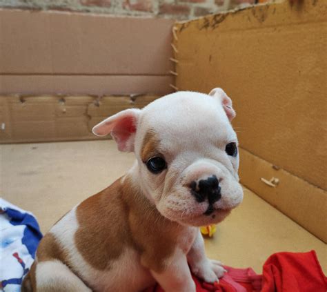 Are English Bulldogs Good Emotional