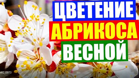 Цветущий абрикос. Абрикос весной. Абрикосовое дерево. Как цветет ...