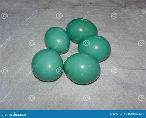 bright turquoise colored great tinamou tinamus major eggs  amazon