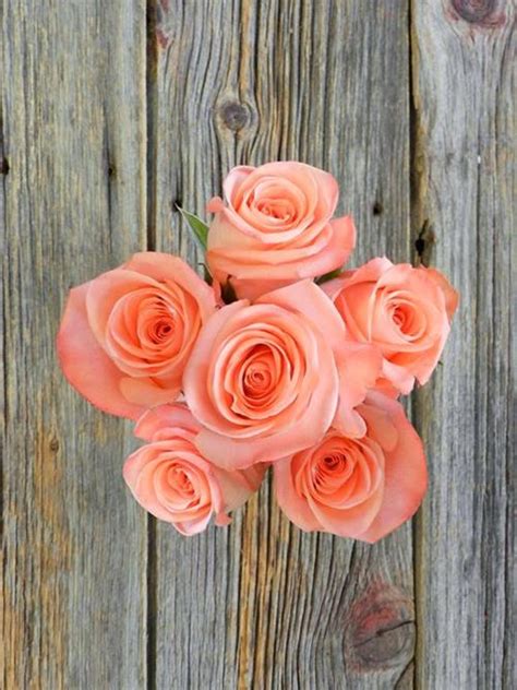 Wholesale Satisfaction Coral Roses Delivered Online | FlowerFarm