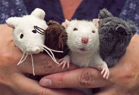 Bug is the Cutest Rat on the Net (32 pics)