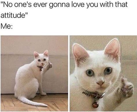 funny cat memes thumbs up (met afbeeldingen)