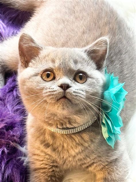 Cat Breed - British Shorthair - Luxury Only Kittens