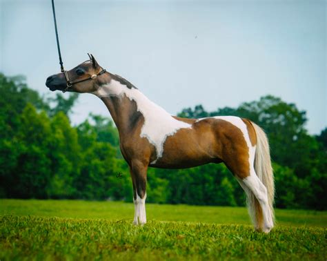 Painted H Ranch Miniature Horses | Stallions