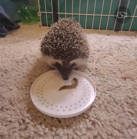 biting hedgie rhedgehog
