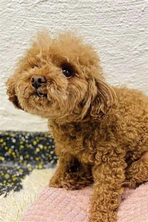 Apricot Maltipoo Guide: Price, Names, Breeders & More!