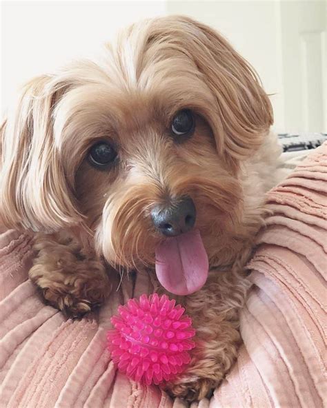 7 Things You Need to Know About the Yorkipoo - Animalso