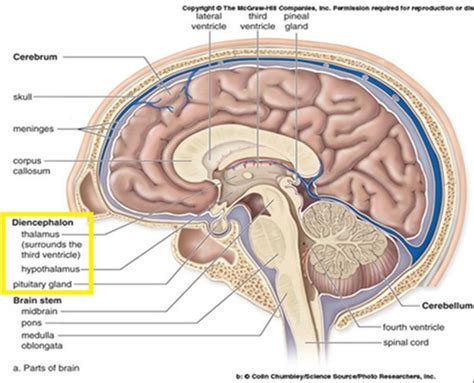 Cerebral aqueduct aka "the Aqueduct of Sylvius" runs through the mid ...