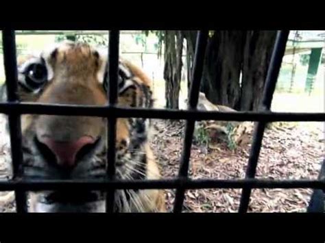 НОМ "ЖИВОТНЫЕ" / NOM "ANIMALS" - YouTube