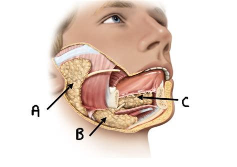 Glands Diagram | Quizlet 