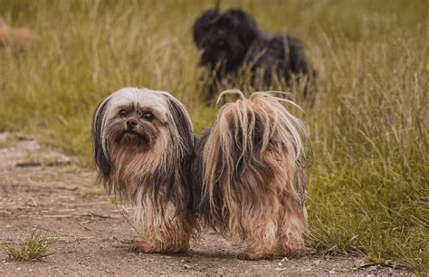 13 Adorable Chinese Dog Breeds That Capture Hearts At Home!