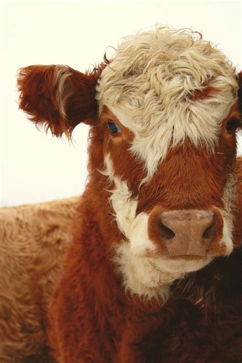 Sahiwal Cow Photos, Download The BEST Free Sahiwal Cow Stock Photos ...