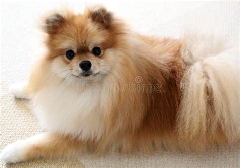 beautiful fluffy pomeranian lying      camera full