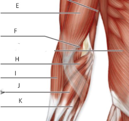 muscular extremities images flashcards quizlet