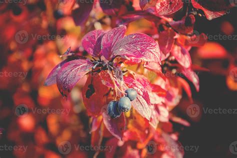 autumn red leaf shrub leaves in the midday sun 22216066 Stock Photo at