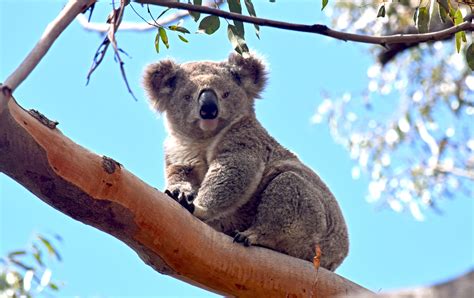 koala strategy review submission guide sydney basin koala network