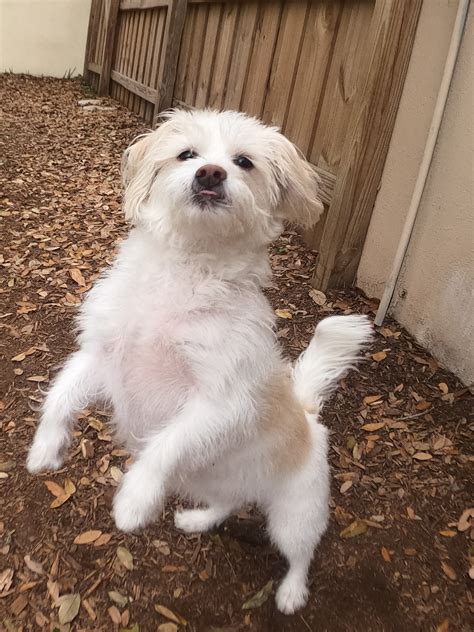 daytona craigslist pets 2