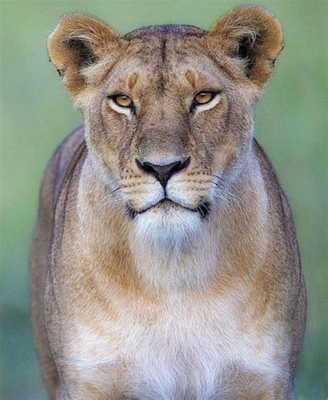 Gorgeous African lioness. She looks very capable of taking care of