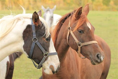 Appaloosa Horse stock photo. Image of grass, domestic - 262560708