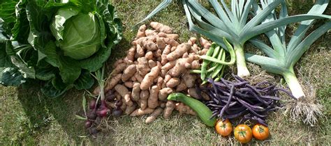 Multiple Benefits of Home Gardening, Start Now - Greenkosh