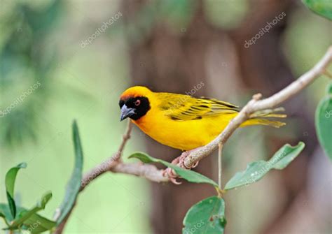 The African birds — Stock Photo © nadyageins #6566506