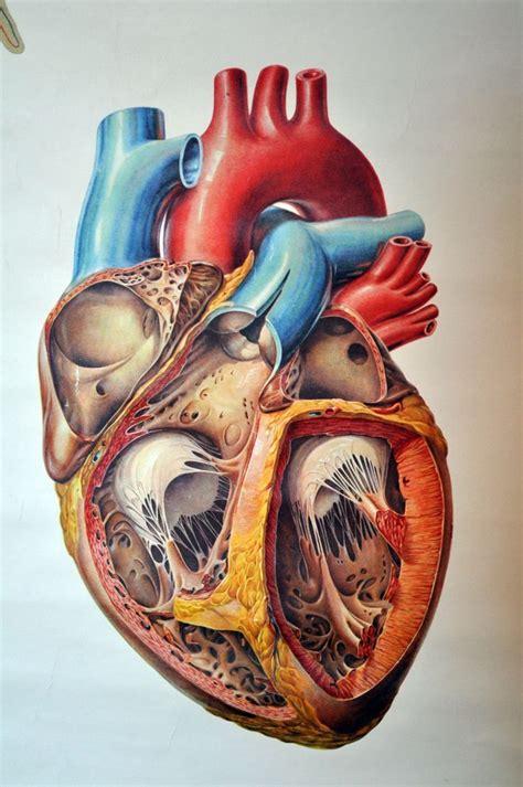 Corazón. | Anatomy art, Human anatomy art, Heart anatomy