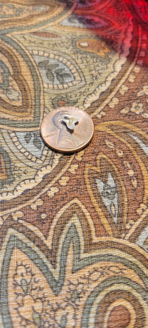 Puppy tooth : r/Chihuahua