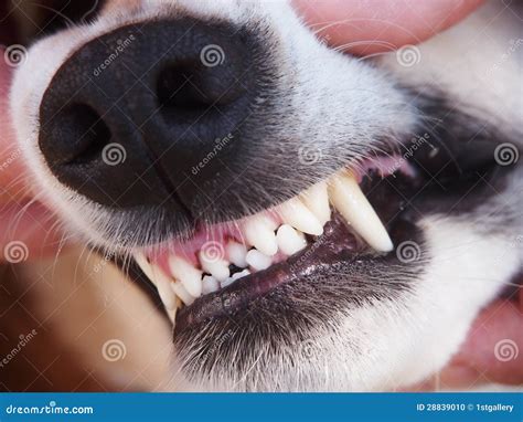 De tanden van de hond (27) stock foto. Image of honden - 28839010 