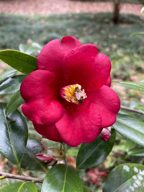 Plant Camellias for Winter Interest in your Garden - UF/IFAS Extension Sumter County
