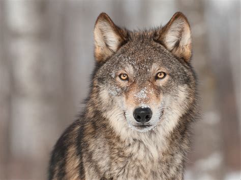 Where Did Dogs Originate From