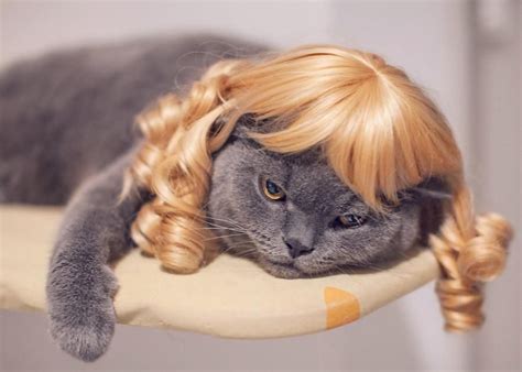 Curly Hair Cat Meme at Amparo Roberts blog