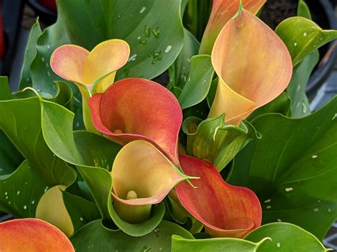 calla lily division     divide  calla lily plant