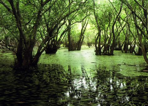 Swamp Wallpapers - Top Free Swamp Backgrounds - WallpaperAccess