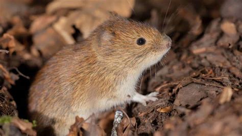 How to Get Rid of Voles in Your Yard and Garden (7 Methods)