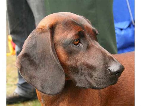 bavarian mountain hound full breed information