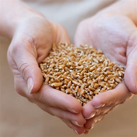 The Benefits of Sprouting - Everspring Farms Ltd.