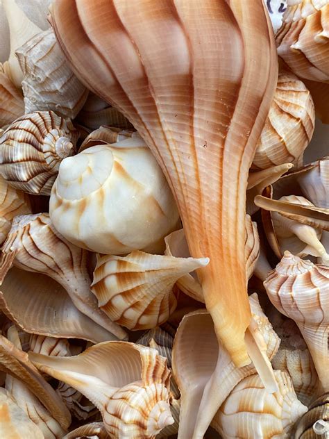 "Lightning whelks from The Ten Thousand Islands, Florida. Lightning ...