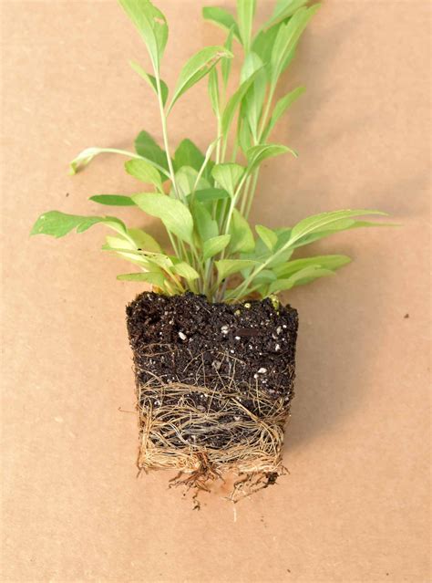 Lead Plant (Amorpha canescens) 12-pack of plugs — Blazing Star Gardens