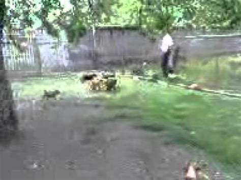 mladi kerovi jure zeca youtube