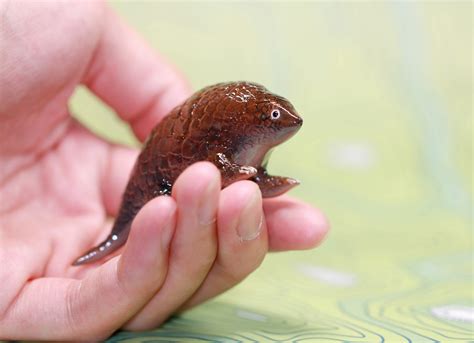 Pangolin — Fox Luu Creations