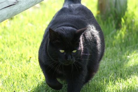 Black Cat in Lush Green Field
