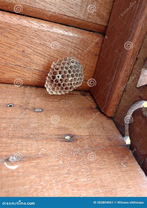 wasps in house 6