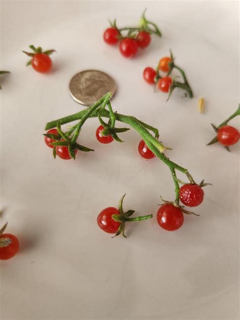 Tiny tomatoes for tiny food : r/gardening