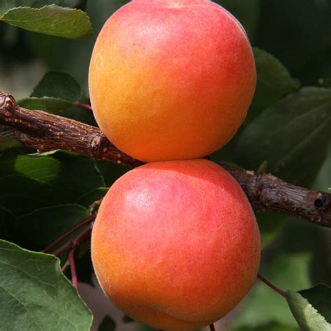 Kioto® | Apricot | Fruit Trees | Frank P Matthews