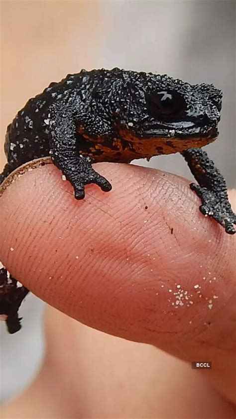 Explained: Why this lizard shoots blood from its eyes | - Times of India