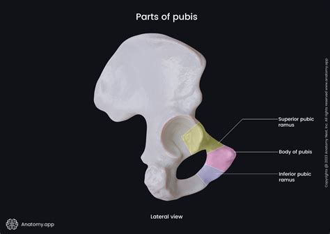 Pubic bone | Encyclopedia | Anatomy.app | Learn anatomy | 3D models