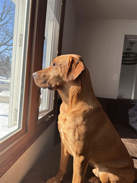 Labs named Moose? Here is mine : r/labrador