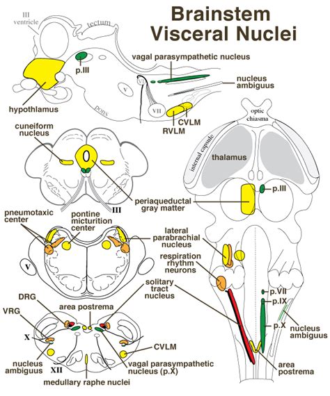 Brainstem Visceral Nuclei